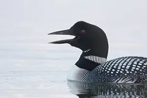Loon: Great Northern Diver - calling bird - Iceland