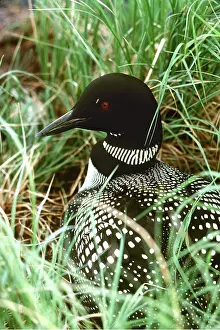 Loon: GREAT NORTHERN DIVER / Common Loon