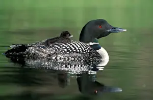 Hitchhiking: Great Northern Diver / Common Loon - With chick