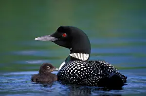 Loons: Great Northern Diver / Common Loon with chick in water