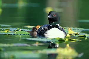 Loons: Great Northern Diver / Common Loon - With chickswimming