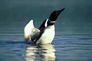 Splashes: Great Northern Diver / Common Loon - standing up
