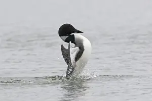 Diver: Great Northern Diver courting
