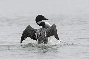 Diver: Great Northern Diver courting