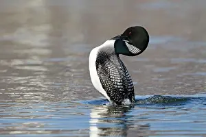 Rituals: Great Northern Diver - displaying