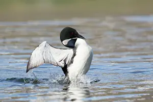 Rituals: Great Northern Diver - displaying