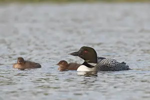 Diver: Great Northern Diver family