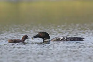 Diver: Great Northern Diver family