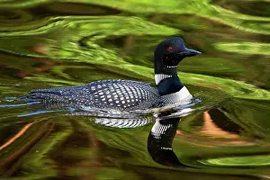 Immer: Great Northern Diver (Gavia immer), adult, summer