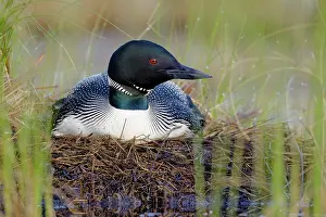 Immer: Great Northern Diver (Gavia immer), adult, summer