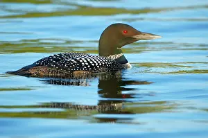 Immer: Great Northern Diver [Gavia immer), Alaska, USA