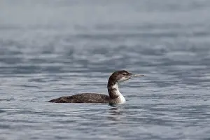 Loons: Great Northern Diver juvenile