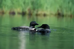 Loons: Great Northern DIVER / Loon - pair with chick swimming