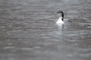 Loons: Great Northern Diver / Loon. swimming - head