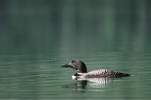 Loon: GREAT NORTHERN DIVER / LOON - on water