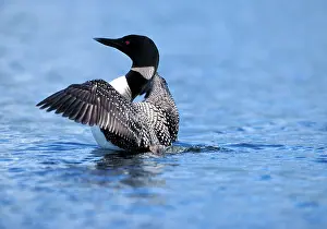 Loons: Great Northern DIVER / Loon - wings spread