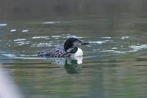 David Chapman: Great Northern Diver - Partial Summer Plumage - UK