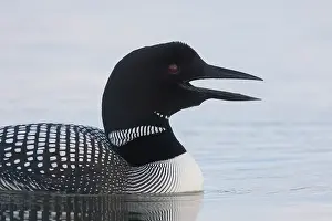 Diver: Great Northern Diver portrait