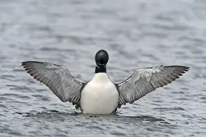 Fishery: Great Northern Diver spreading its wings after