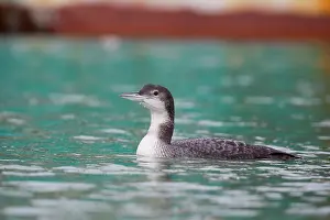 Loons: Great Northern Diver winter