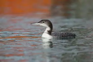 Loons: Great Northern Diver winter