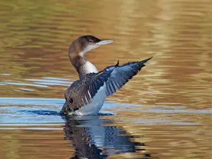 Diver: Great Northern Diver - winter plumage flapping wings