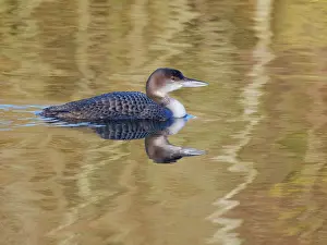 Diver: Great Northern Diver - winter plumage Gavia immer