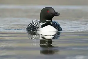 Loon: Great Northern great northern loon (Gavia immer)