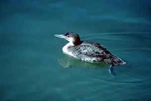 Loons: Great Northern Loon