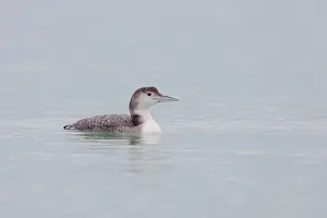 Immer: Great Northern Loon