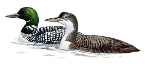 Immer: Great Northern Loon