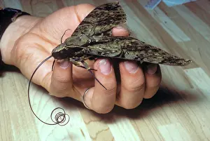 Selva: Great Owlet Moth