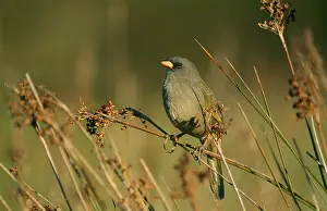 Pampa: Great Pampa Finch