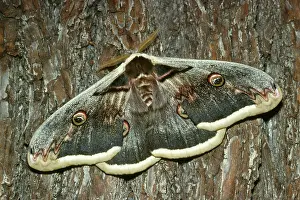 Saturnia: GREAT PEACOCK MOTH