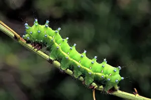 Saturnia: Great Peacock Moth - Caterpillar