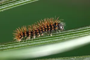 Saturnia: Great Peacock MOTH - Caterpillar on stem
