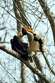 Buceros: Great Pied Hornbill