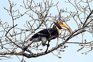 Buceros: Great Pied Hornbill