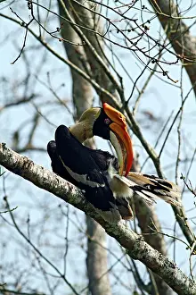 Buceros: Great Pied Hornbill