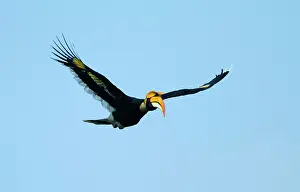Buceros: Great Pied Hornbill