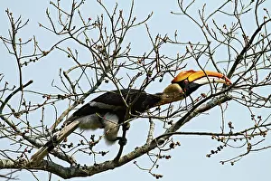 Buceros: Great Pied Hornbill