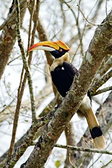 Buceros: Great Pied Hornbill