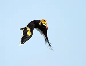 Buceros: Great Pied Hornbill