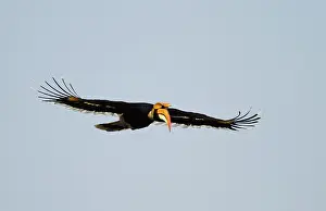 Buceros: Great Pied Hornbill