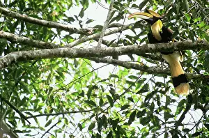 Calao: Great Pied Hornbill