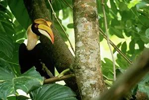 Calao: Great Pied Hornbill