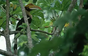 Bucerotidae: Great Pied Hornbill