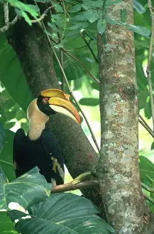 Bucerotidae: Great Pied Hornbill