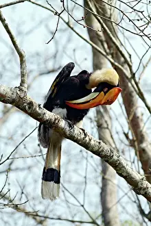 Buceros: Great Pied Hornbill - preening