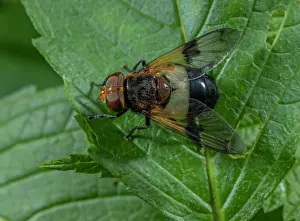 Hexapods: Great Pied Hoverfly, Volucella pellucens, baskin